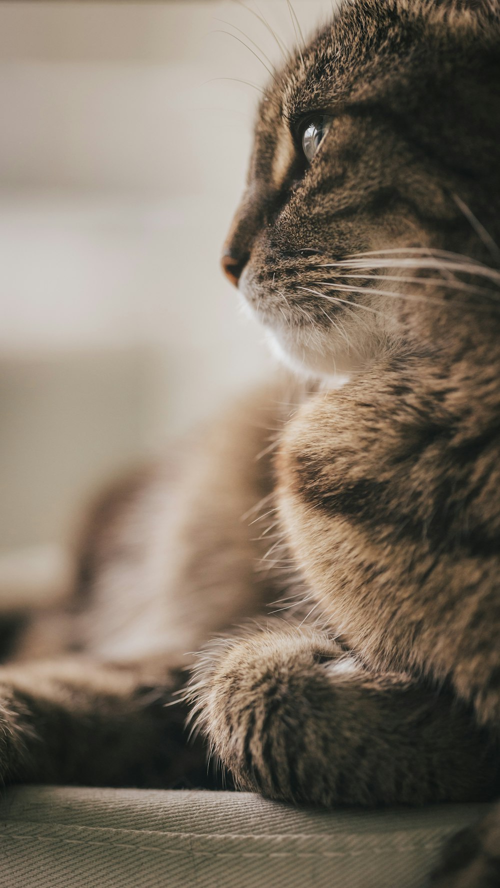 brown tabby cat on brown textile