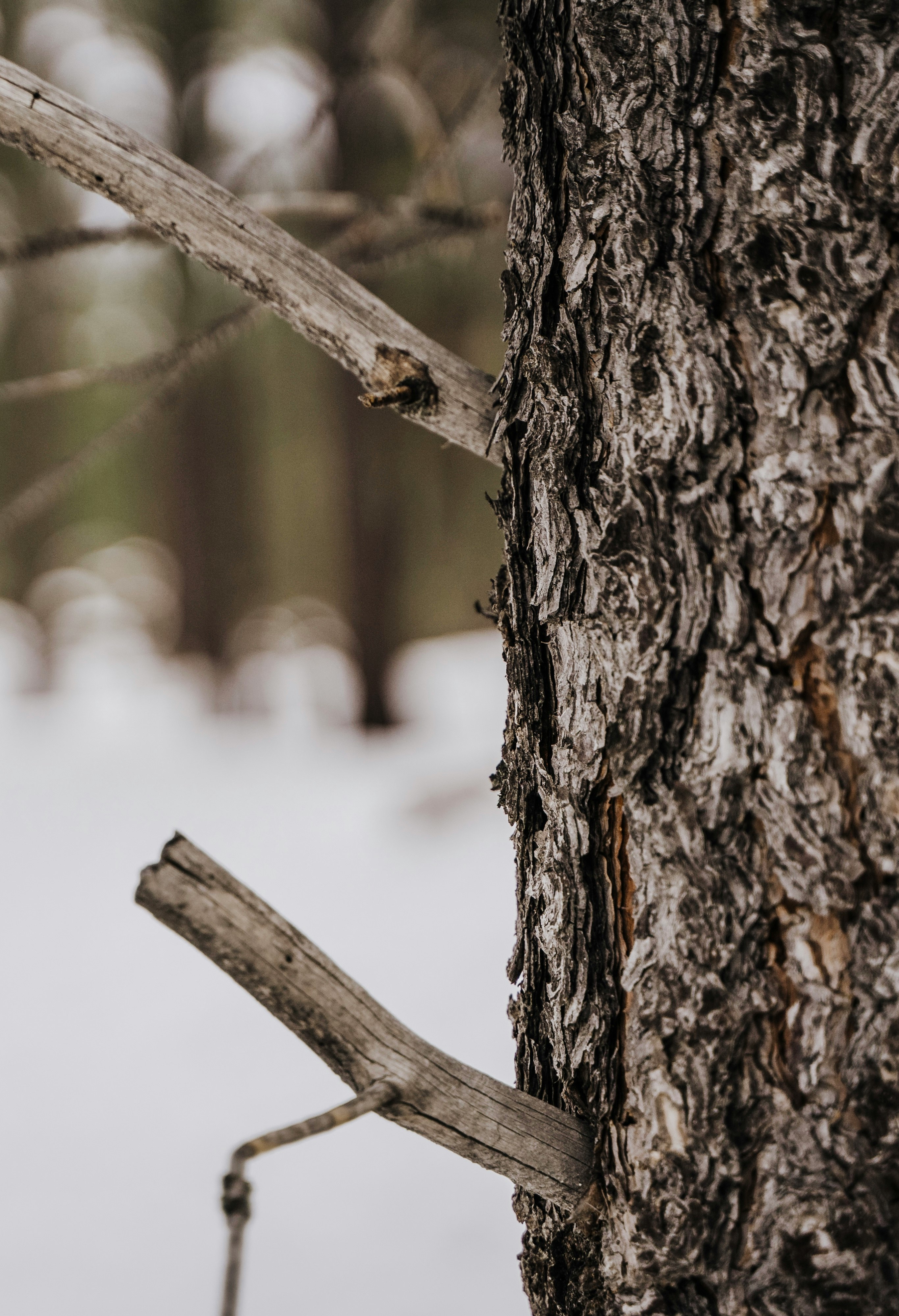 brown tree trunk in tilt shift lens