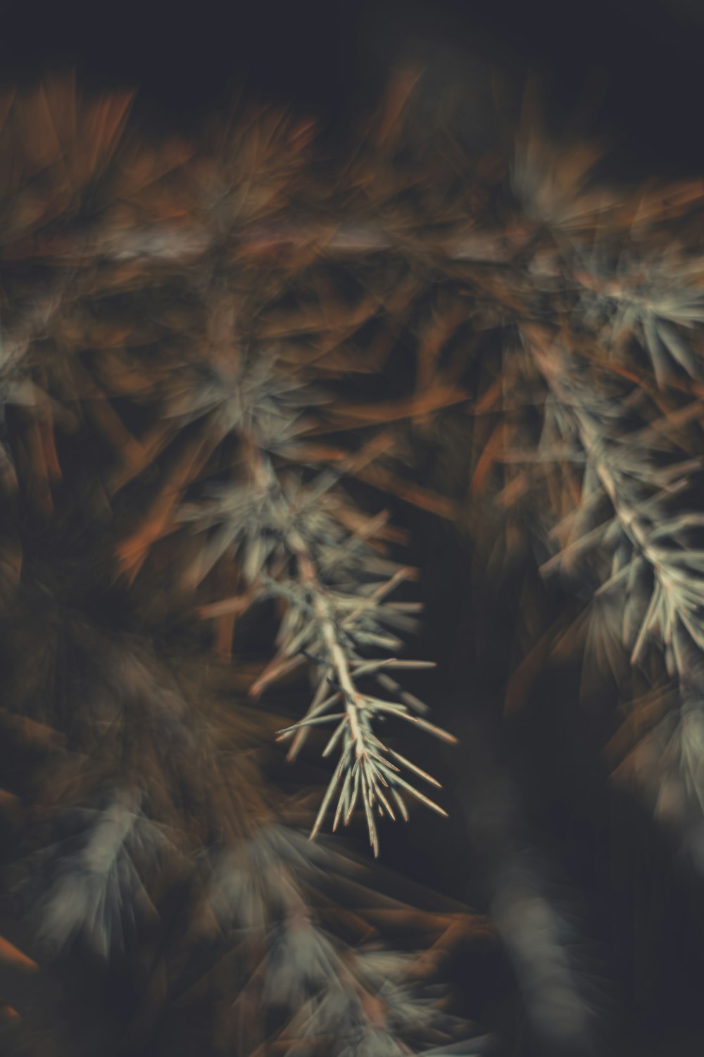 green and brown plant in close up photography