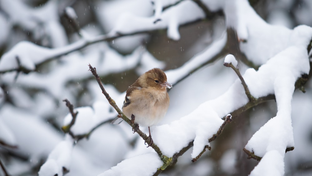 brown and white bird on tree branch covered with snow