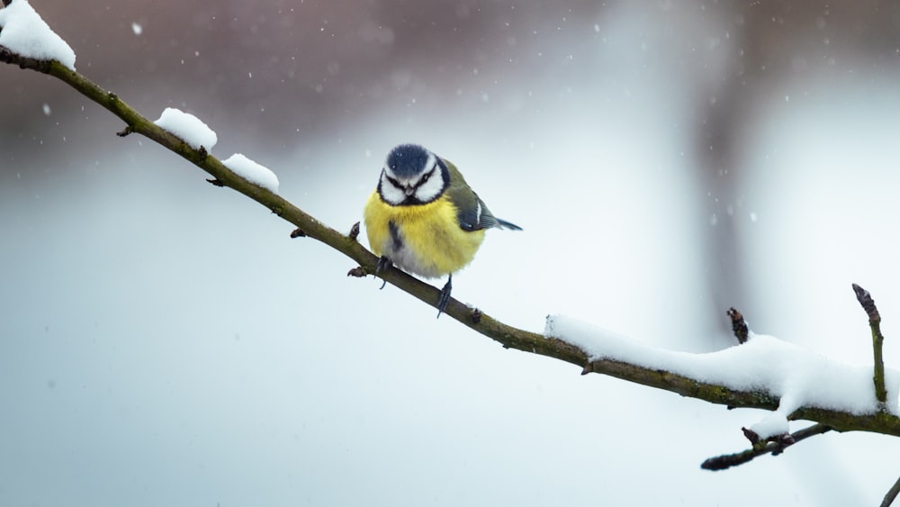 yellow black and white bird on brown tree branch