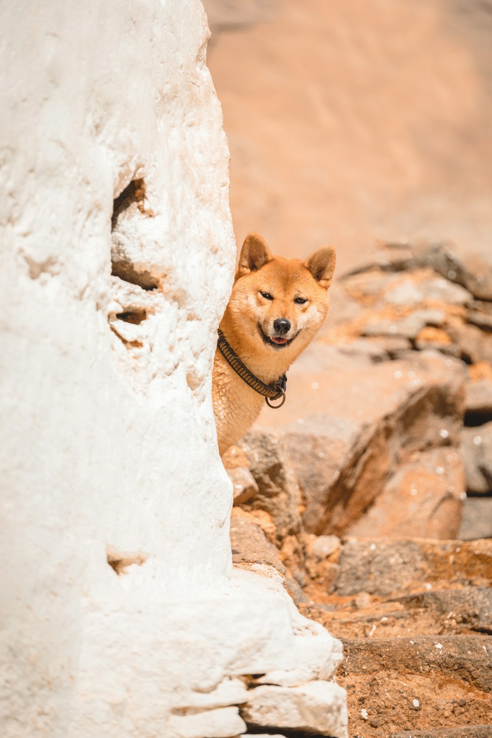 brown and white short coated dog on brown rock