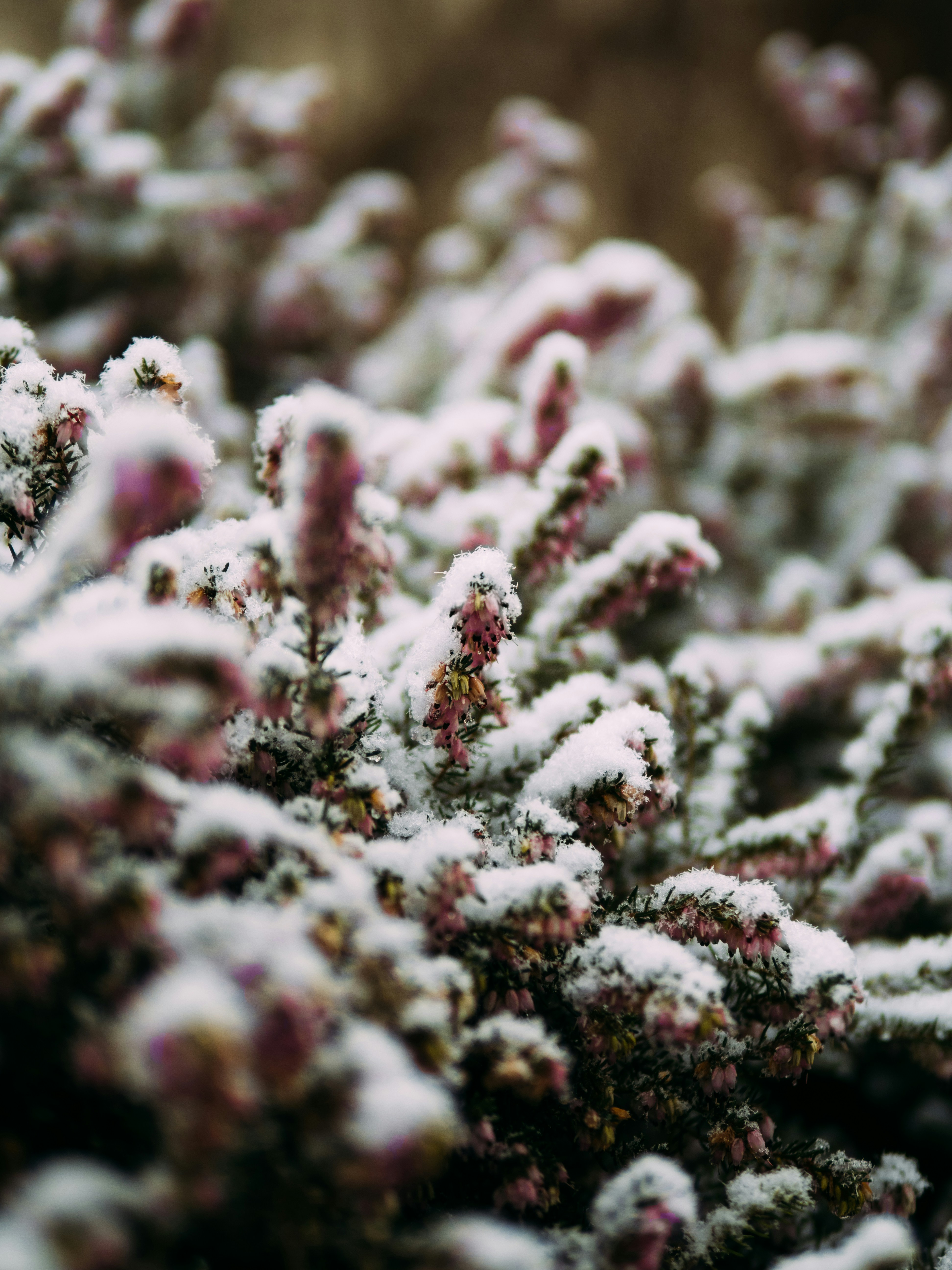 Photo by brechtdenil