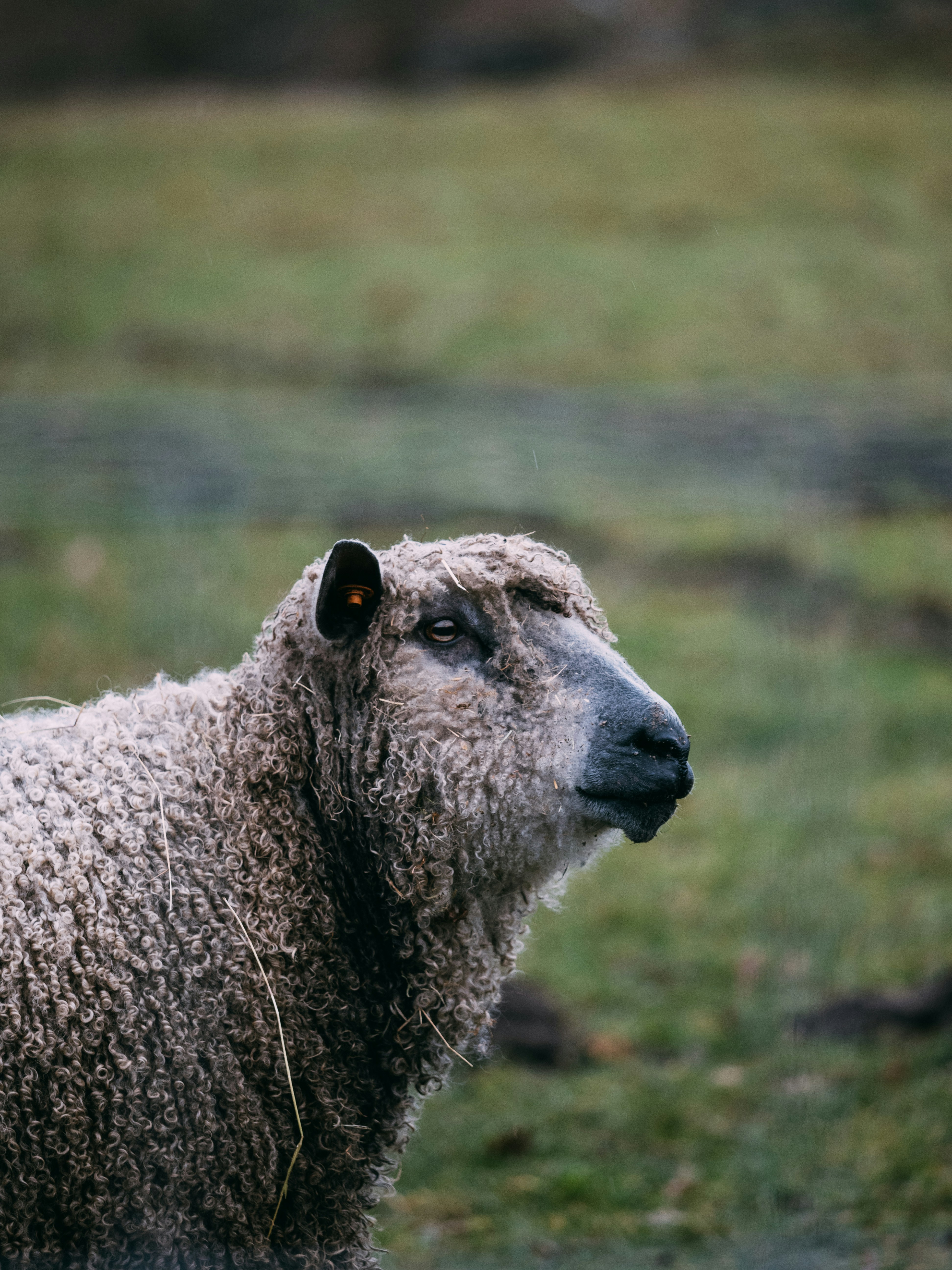 Photo by brechtdenil