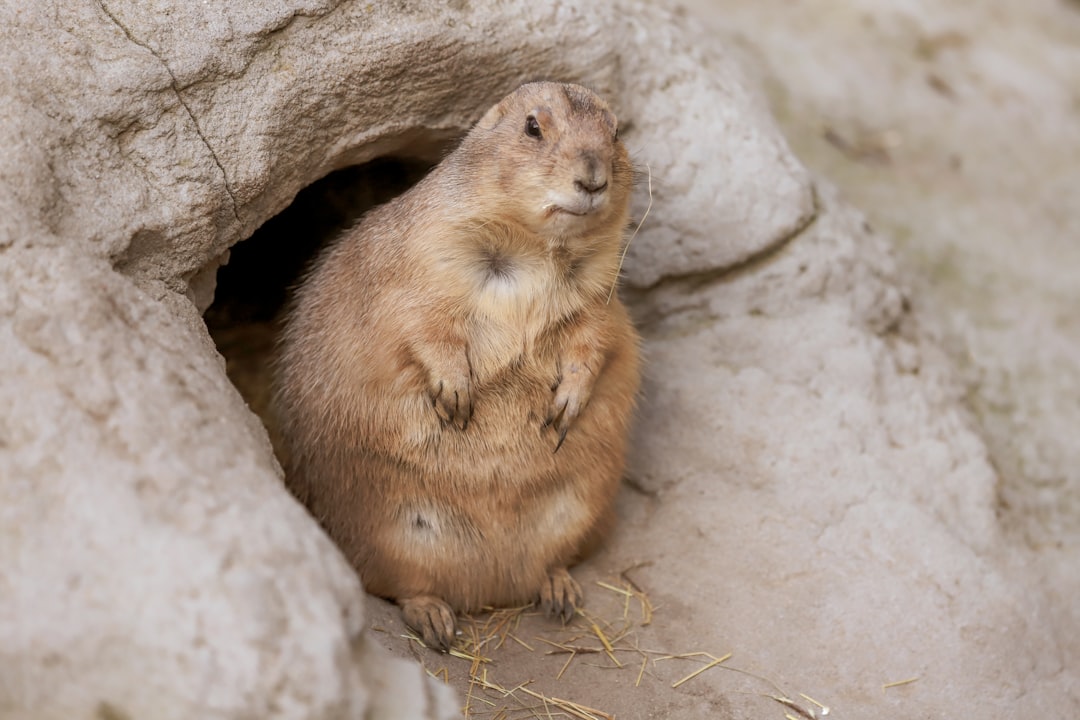 brown rodent on brown soil