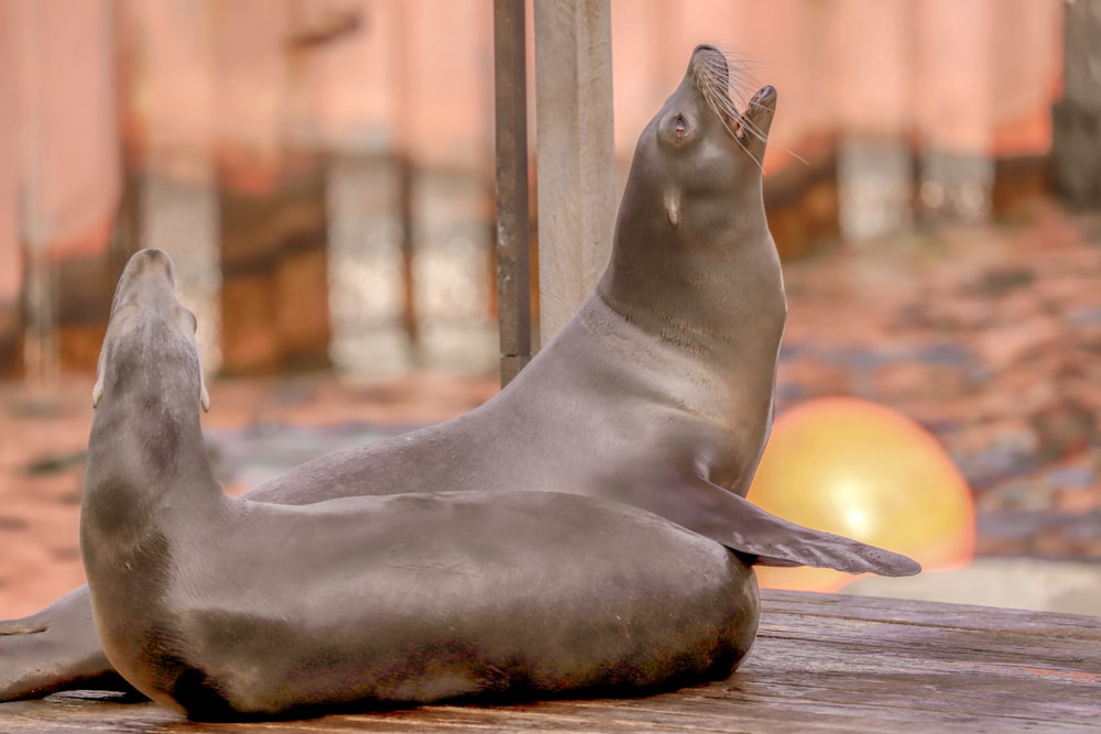 sea lion on brown wooden table