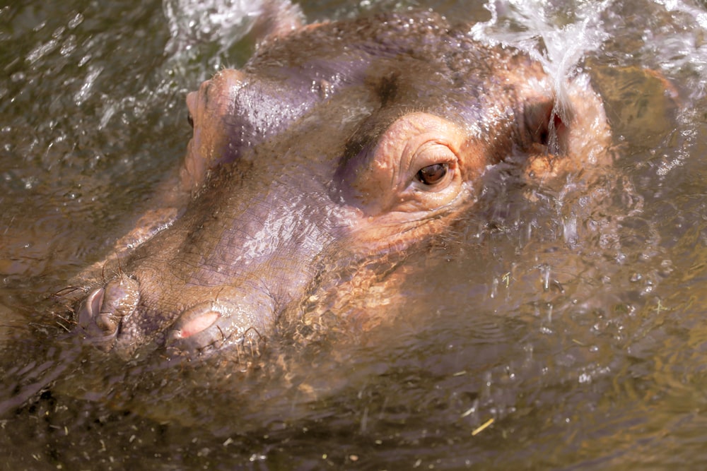 brown animal on body of water during daytime