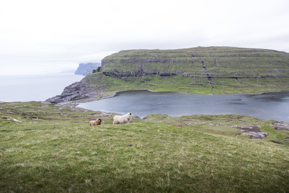 a couple of sheep standing on top of a lush green hillside