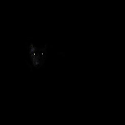 A wolf's face emerges from the darkness, with glowing eyes staring directly. The dim light accentuates the wolf’s intense gaze and fur texture against a completely black background.