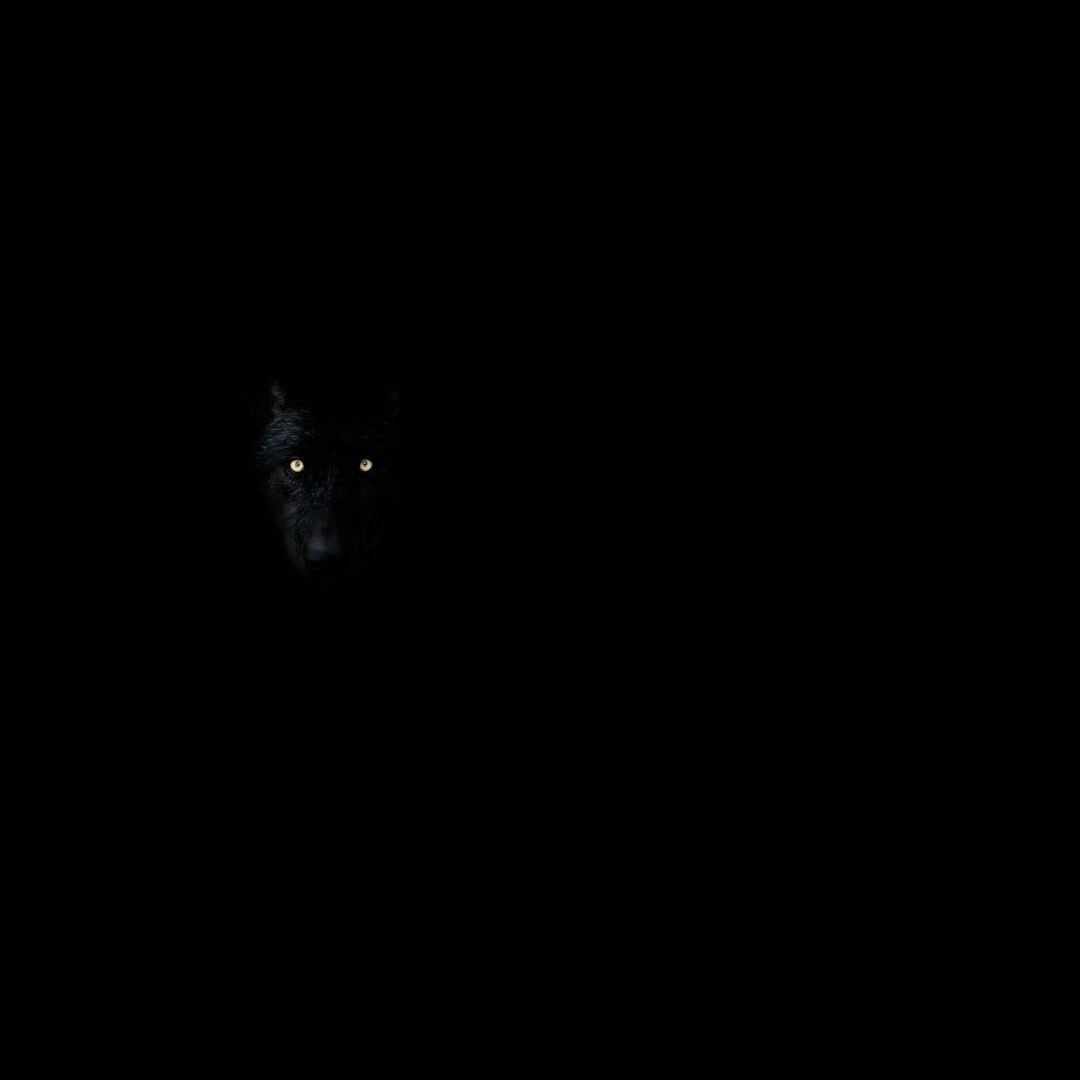  black and white eye illustration wolf