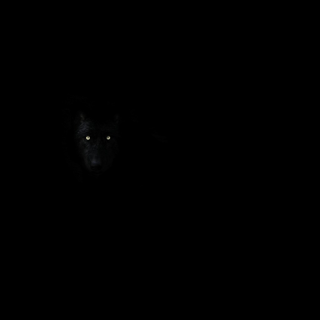 Neon Wolf T-Shirt