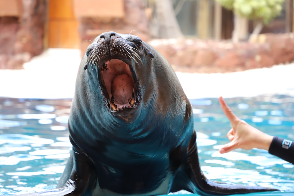 seal on water during daytime