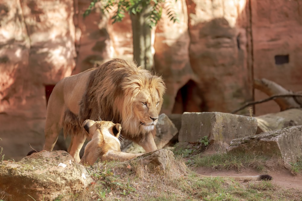 Un lion et son petit dans l’enclos d’un zoo