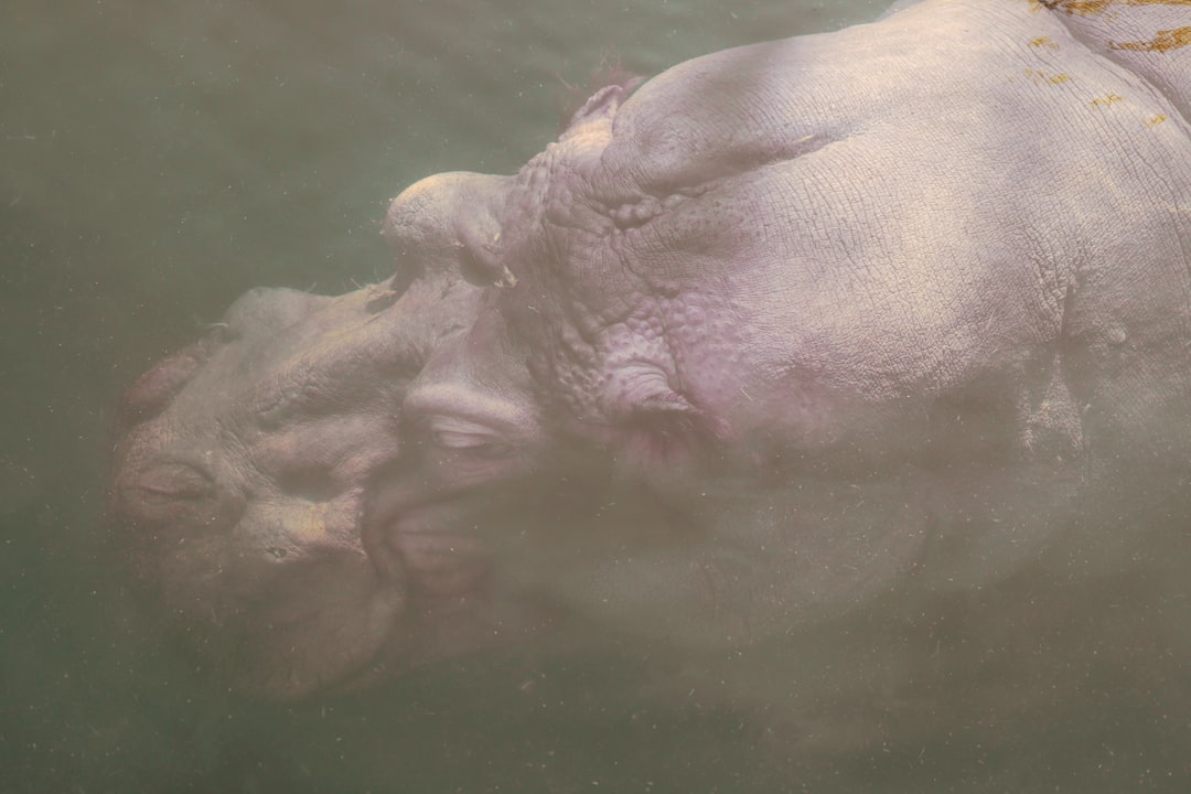 brown animal on body of water during daytime