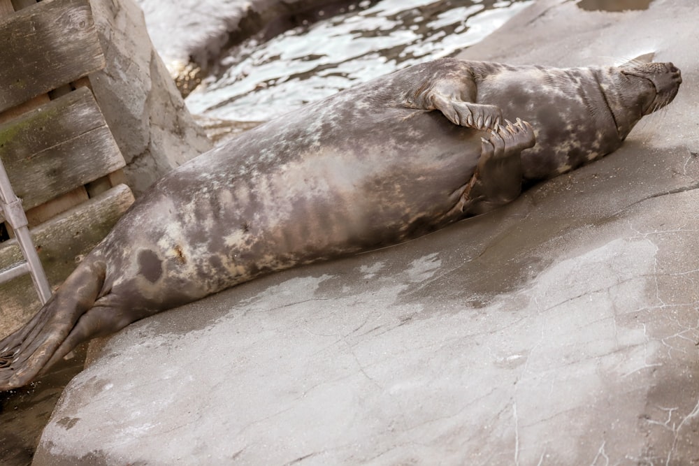 Seelöwe liegt tagsüber auf weißem Sand