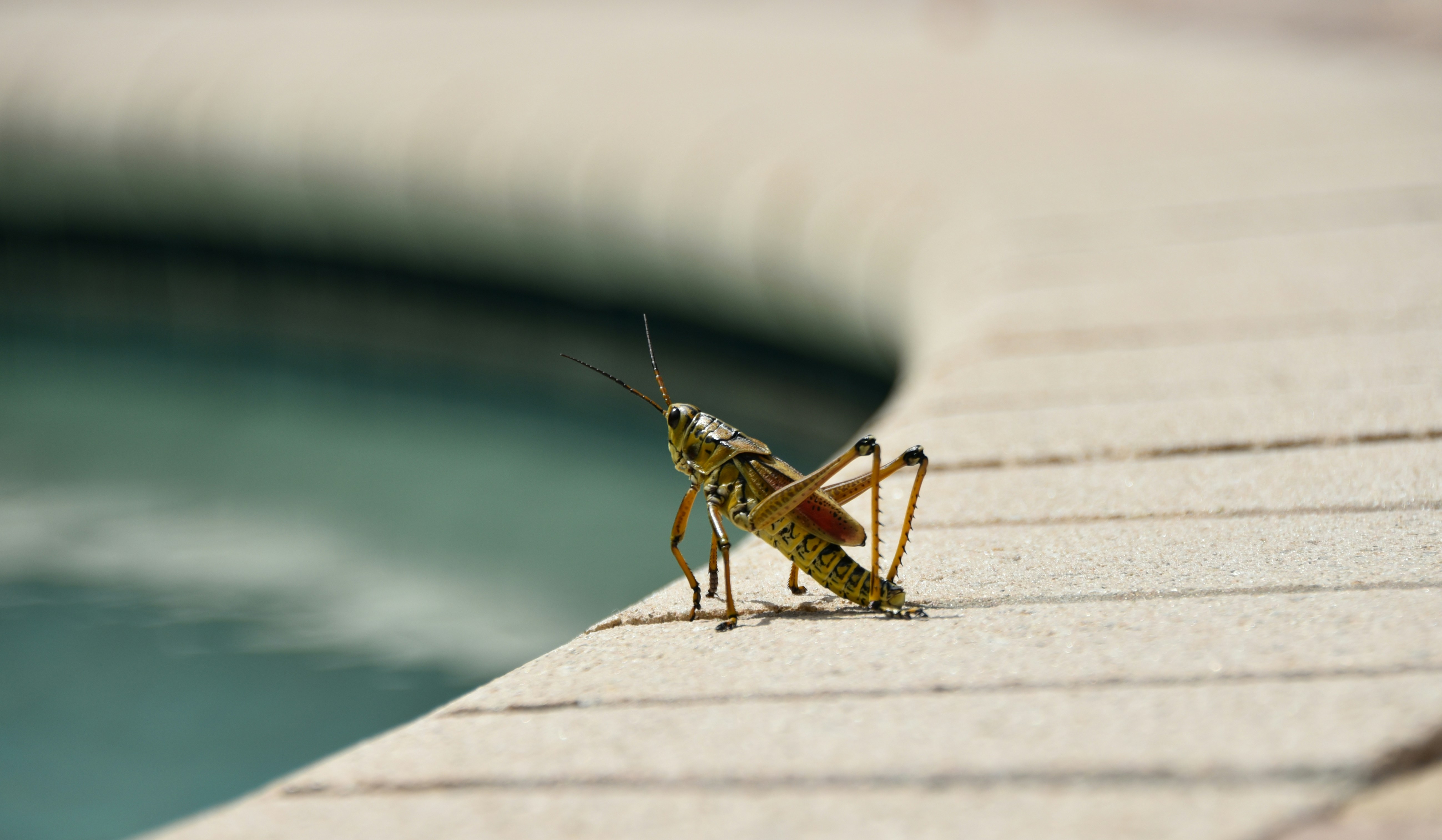 brown grasshopper on white wooden surface