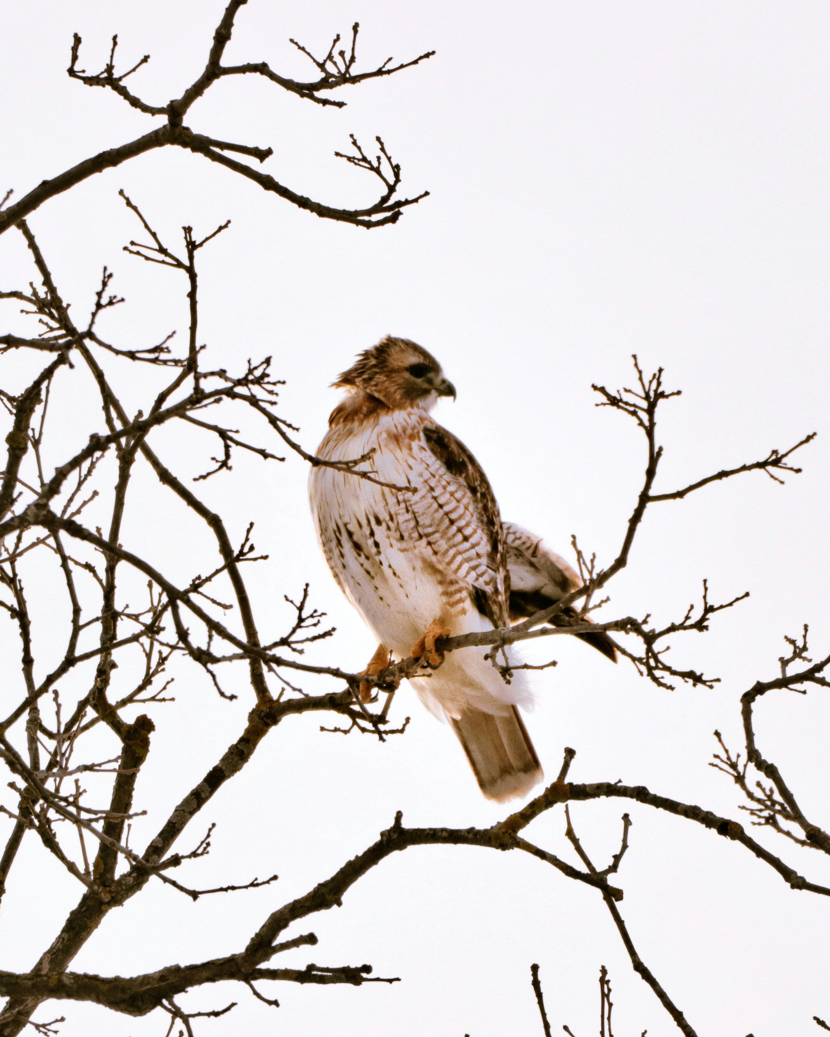 Photo by dallaspenner