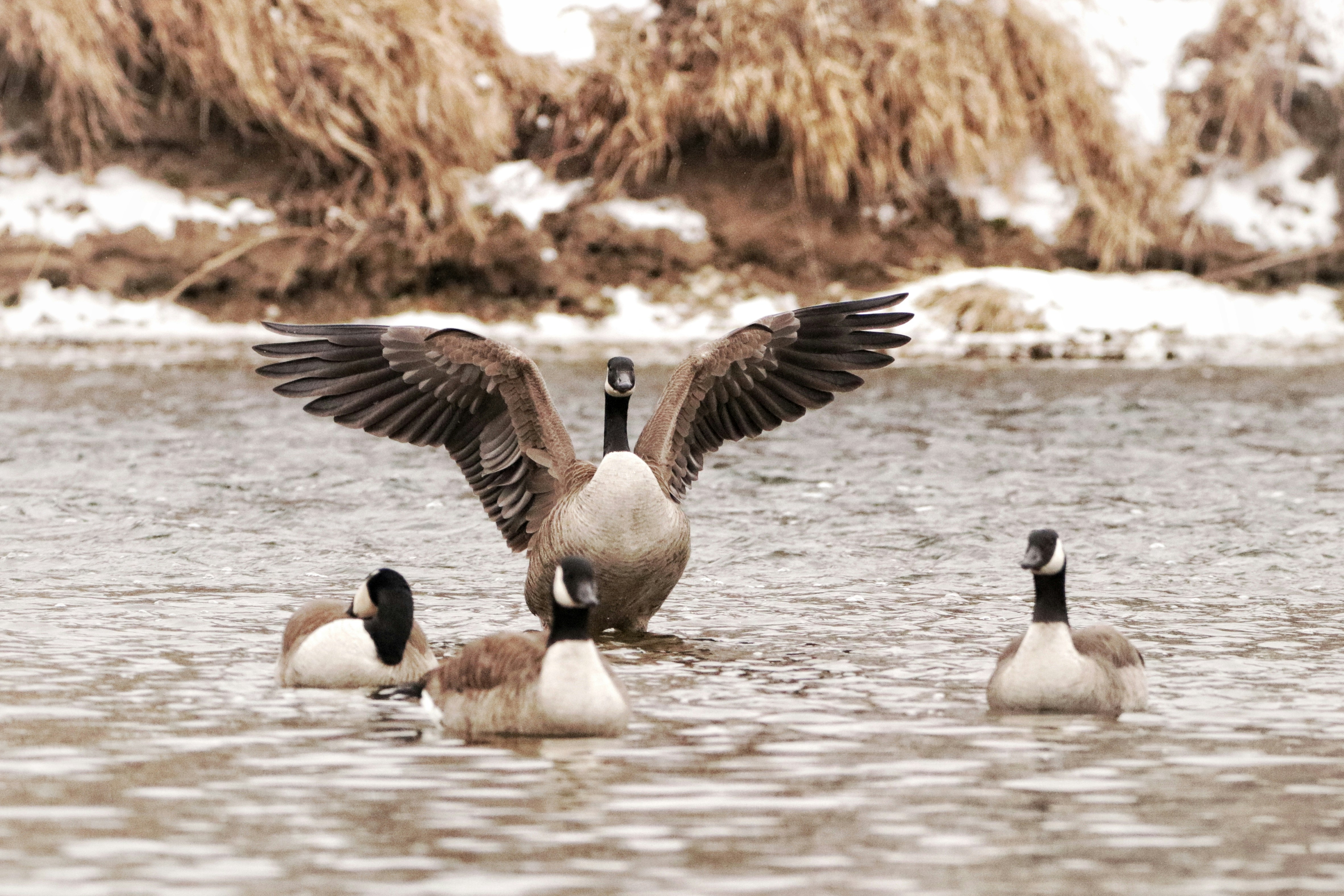 Photo by dallaspenner