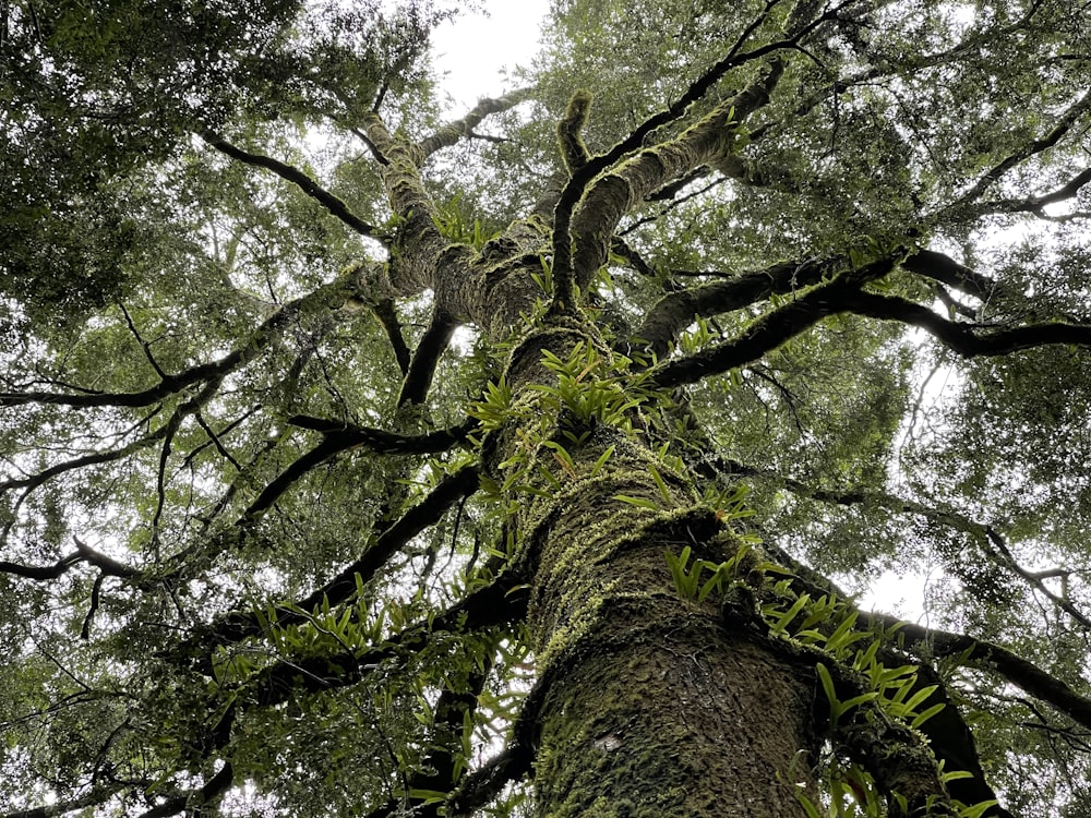 low angle photography of green tree during daytime