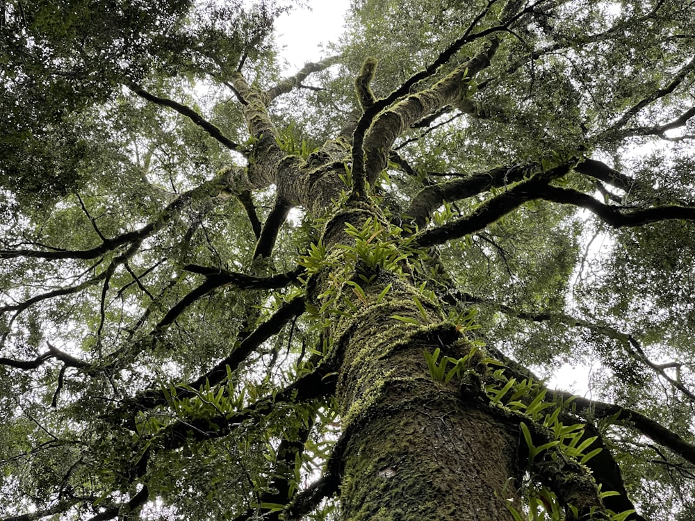 Low-Angle-Fotografie eines grünen Baumes während des Tages