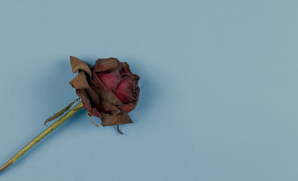 rosa roja y amarilla sobre mesa blanca