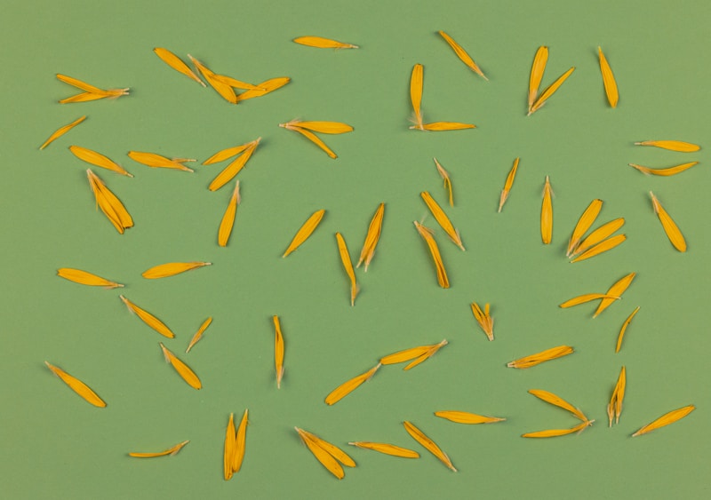 Romantic flight of blue and yellow birds