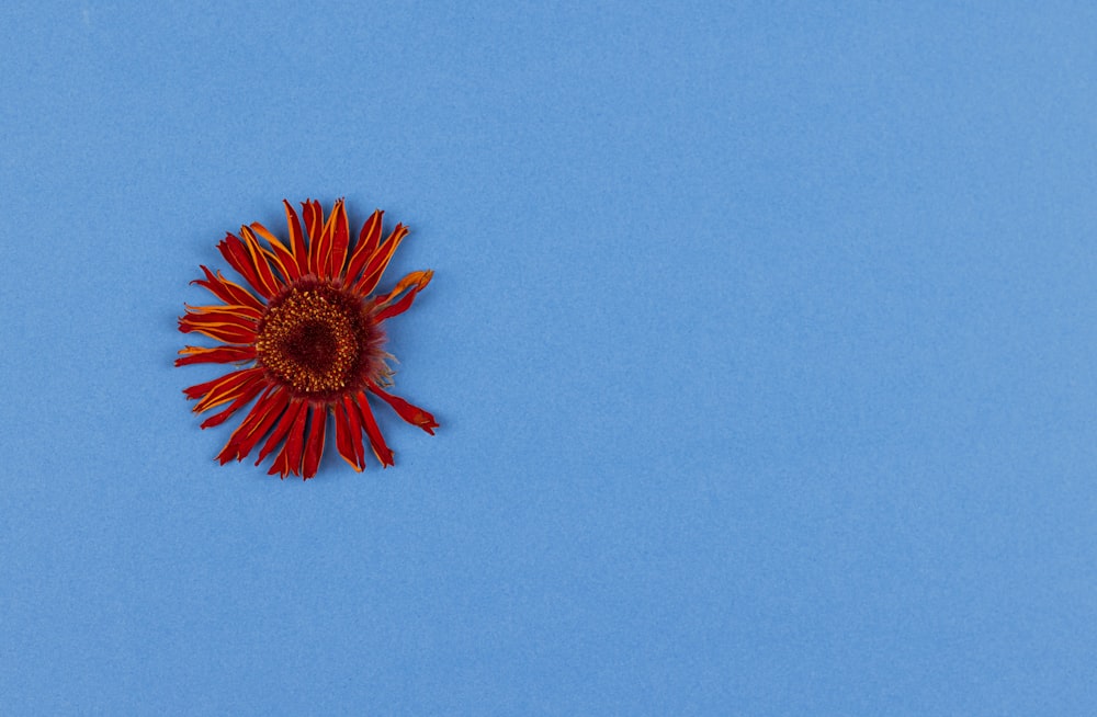 red and white flower on pink background