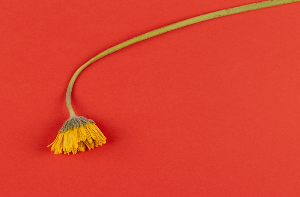yellow and brown broom on red textile