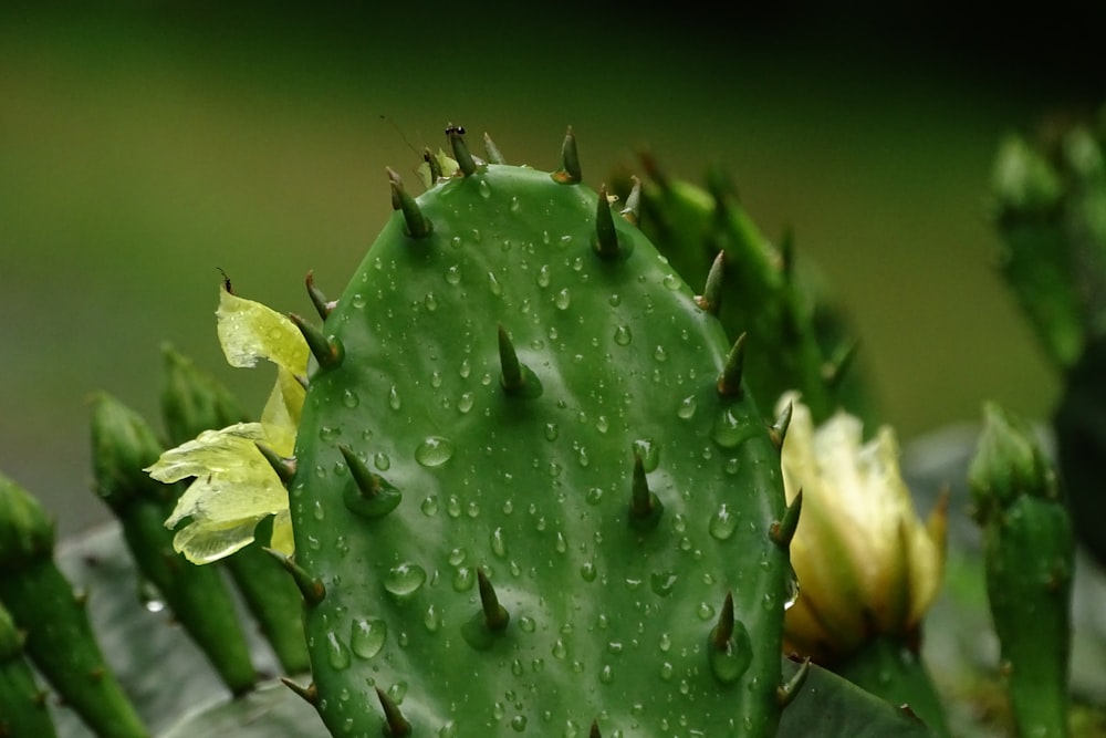 green cactus with water droplets