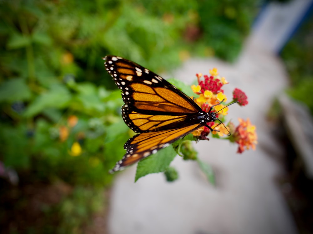 monarch butterfly perched on pink flower in close up photography during daytime