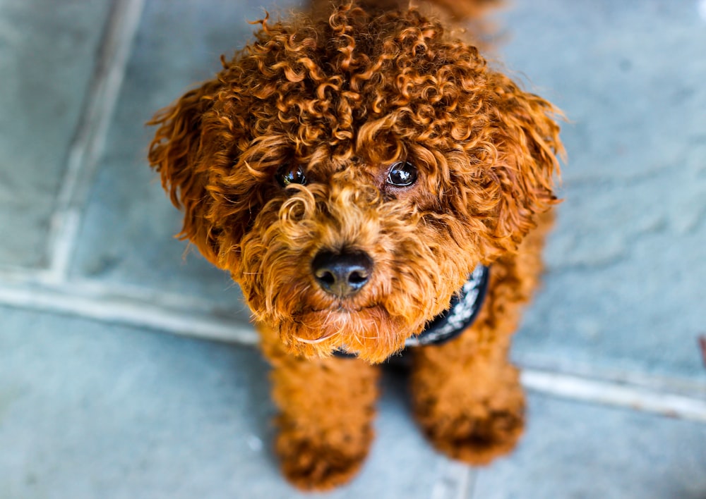 brown curly coated small dog