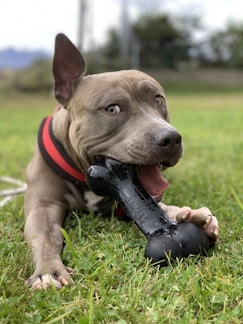 A playful puppy chewing on a colorful dog toy in a sunny park.