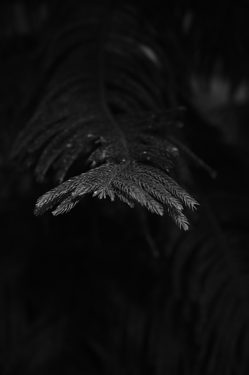 grayscale photo of green leaf