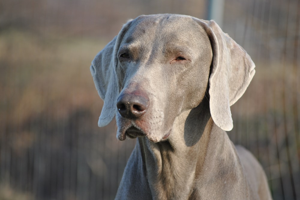 gray short coated large dog