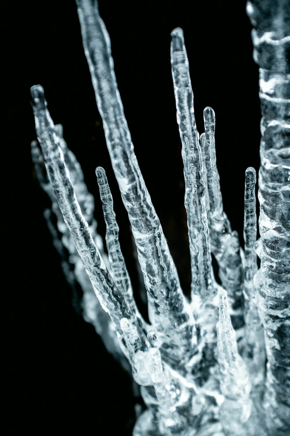 Foto en escala de grises de una planta cubierta de hielo