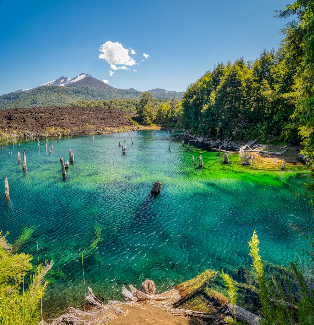 people swimming in lake near green trees and mountain during daytime