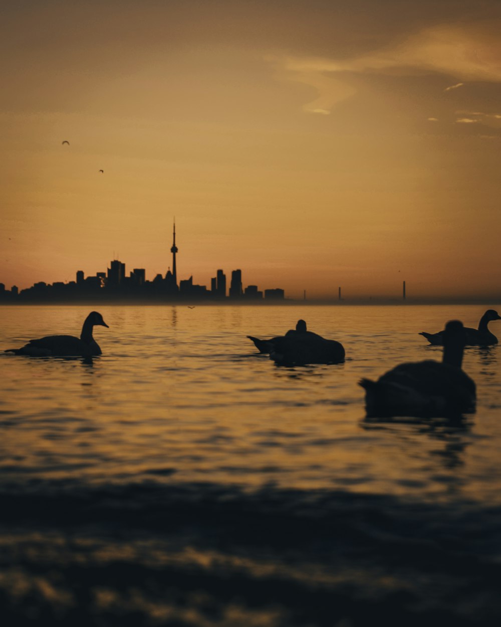 silhouette of birds on water during sunset