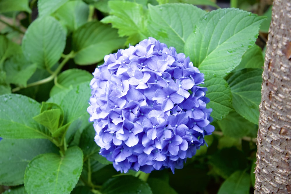 purple flower with green leaves