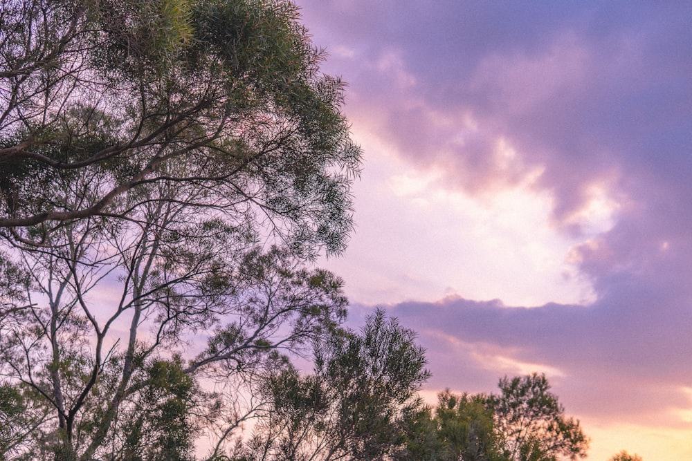 green trees under cloudy sky during daytime