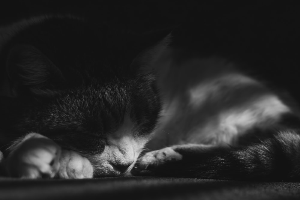 grayscale photo of cat lying on floor