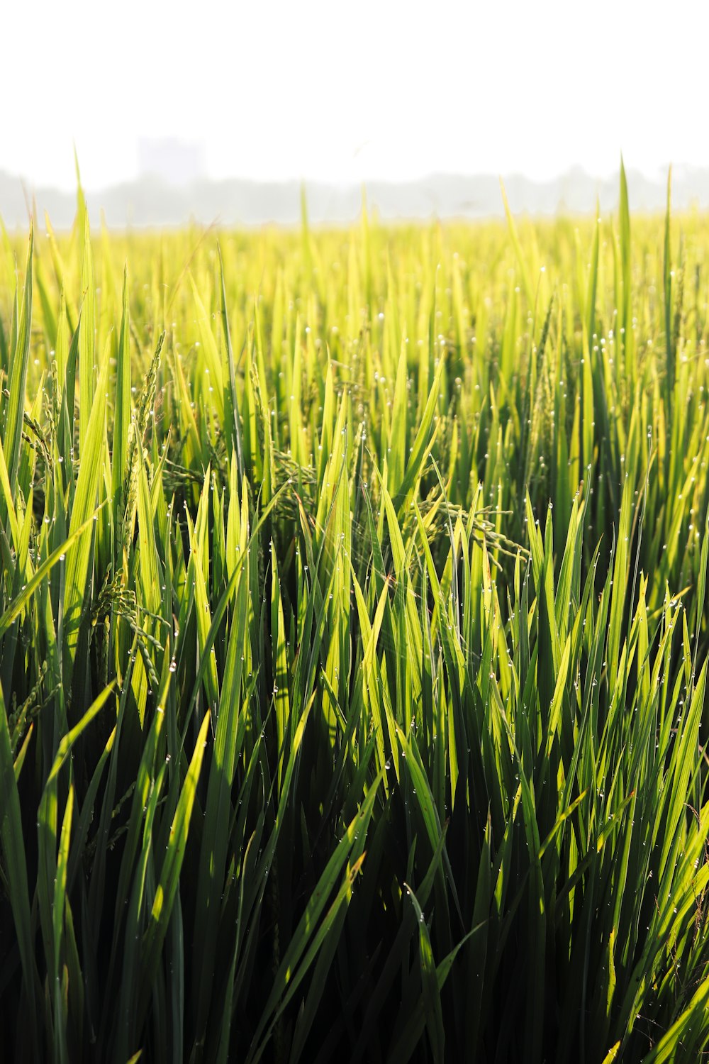 green grass field during daytime