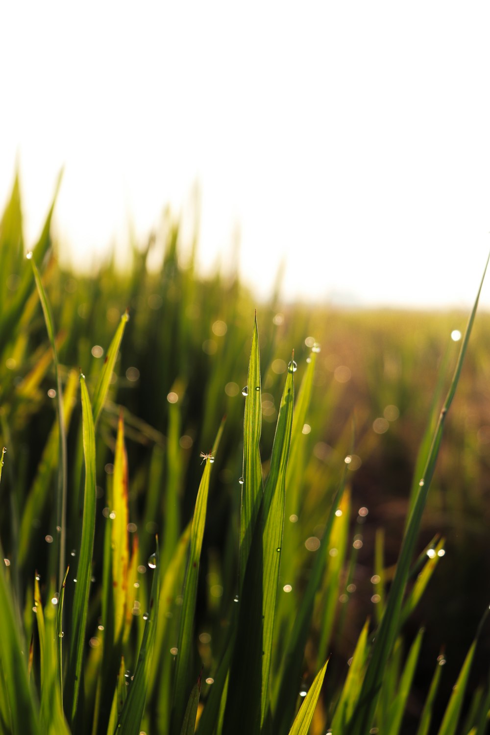 green grass field during daytime