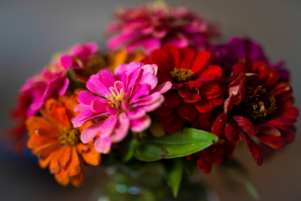 チルトシフトレンズのピンクと赤の花