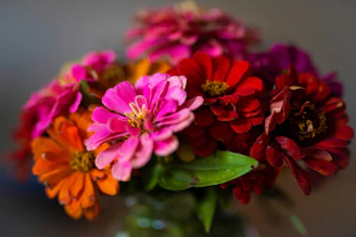 pink and red flowers in tilt shift lens