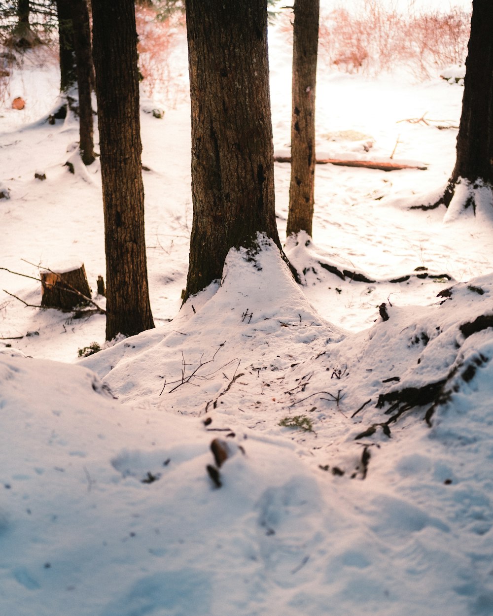 brown tree trunk covered with snow