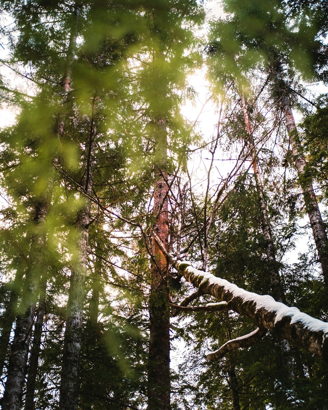 green and brown trees during daytime