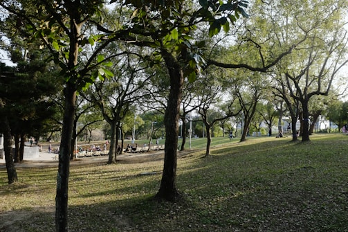 A peaceful park scene with seniors enjoying a sunny afternoon.