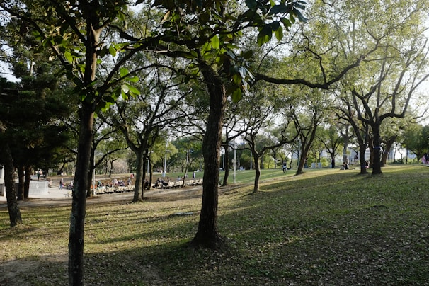 A serene city park bathed in soft morning light, with people reading on benches.
