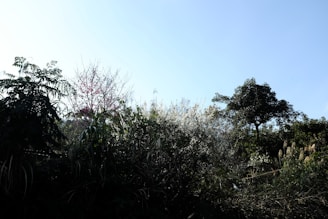 A diverse group of students planting trees outdoors under a bright, clear sky.