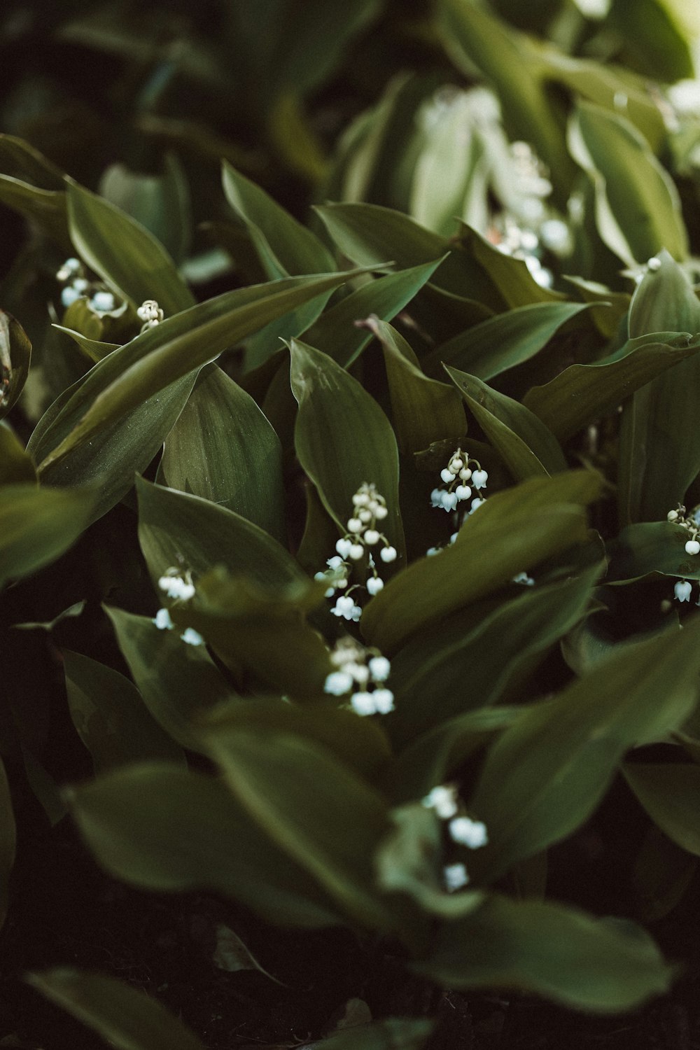 white flower with green leaves